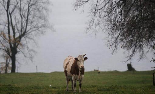 بقرة مهددة بالإعدام